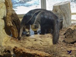 Tiergarten Schönbrunn am 27.01.2026